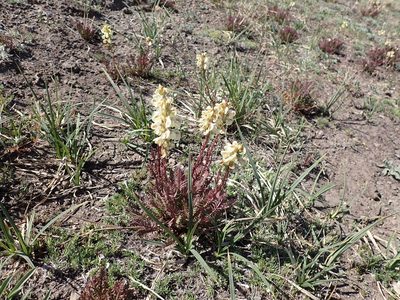 Pedicularis contorta, photographed by John Brew