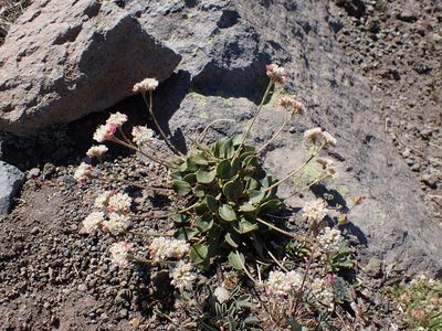 Eriogonum pyrolifolium, photographed by John Brew