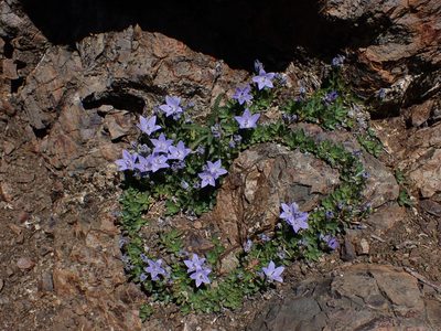 Campanula piperi, photographed by Mara Christensen