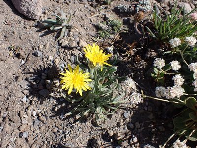 Agoseris glauca, photographed by John Brew