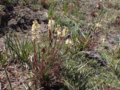 Pedicularis contorta, photographed by John Brew