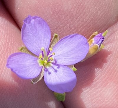 Heliophila subulata, photographed by Dave U