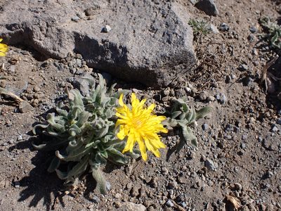Agoseris glauca