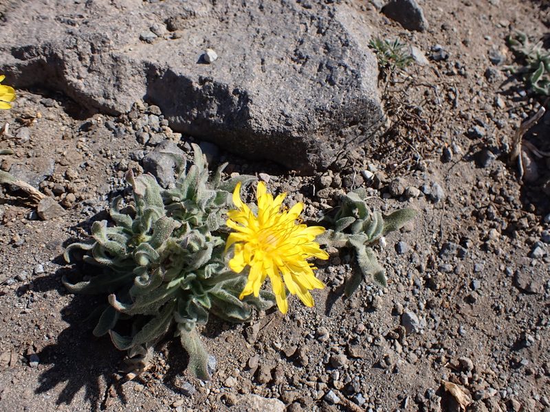 Agoseris glauca, photographed by John Brew
