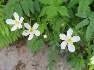 Ranunculus platanifolius, photographed by Marco Mussita
