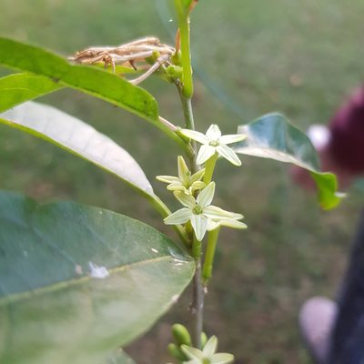 Cestrum axillare, photographed by Margaret Burger