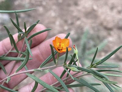 Talinum aurantiacum, photographed by CK2AZ