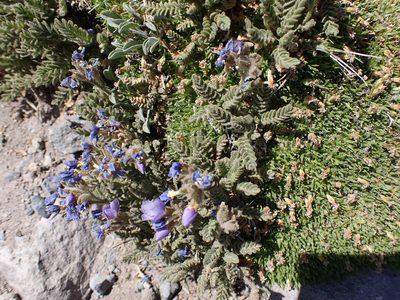 Polemonium elegans, photographed by John Brew