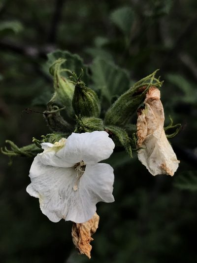 Cordia parvifolia, photographed by Enrique Martínez Núñez