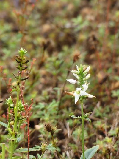 Coutoubea spicata, photographed by Guillaume Delaitre