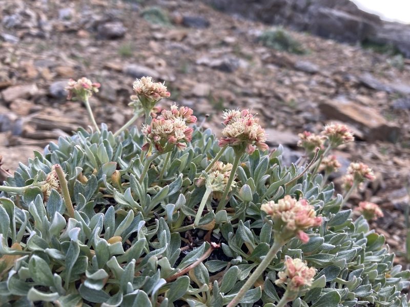 Eriogonum androsaceum, photographed by Caleb Catto