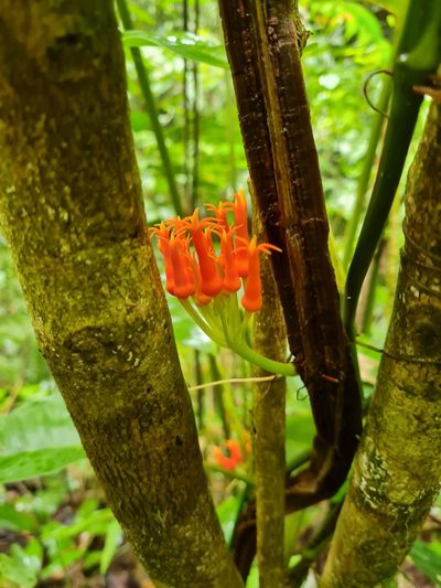 Gurania tubulosa, photographed by Anthony Batista