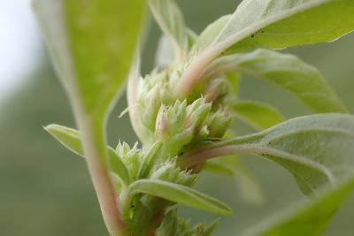 Amaranthus blitoides, photographed by Thomas Gyselinck