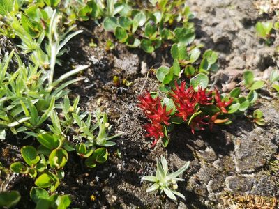 Salix herbacea, photographed by Jens-Christian Svenning