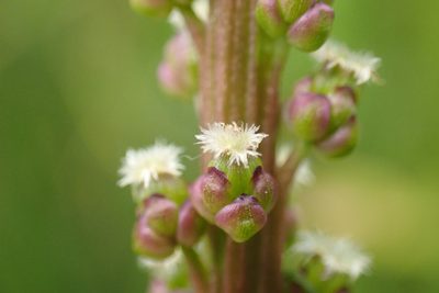 Triglochin maritima, photographed by Thomas Gyselinck
