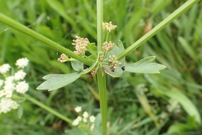 Apium graveolens, photographed by Thomas Gyselinck