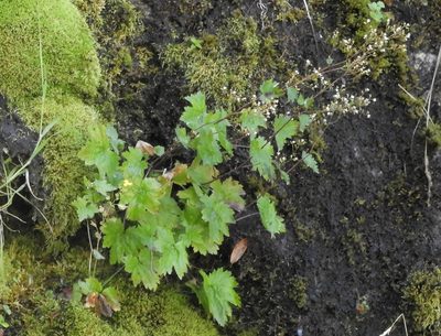 Boykinia occidentalis, photographed by Mary K. Hanson