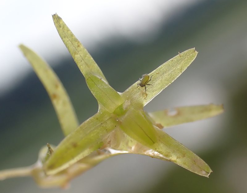 Callitriche truncata, photographed by Thomas Gyselinck