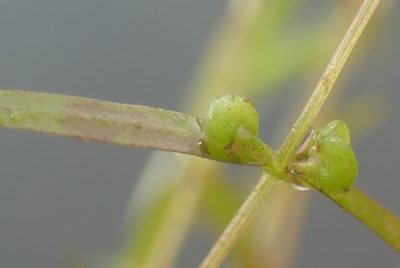 Callitriche truncata, photographed by Thomas Gyselinck