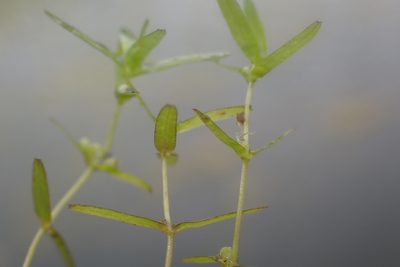 Callitriche truncata, photographed by Thomas Gyselinck