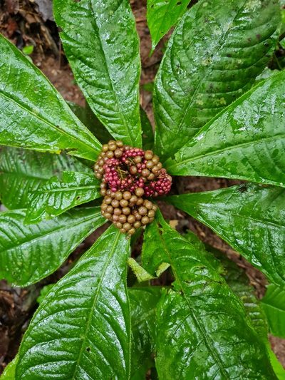 Ardisia pellucida, photographed by Anthony Batista