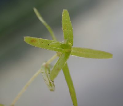 Callitriche truncata, photographed by Thomas Gyselinck