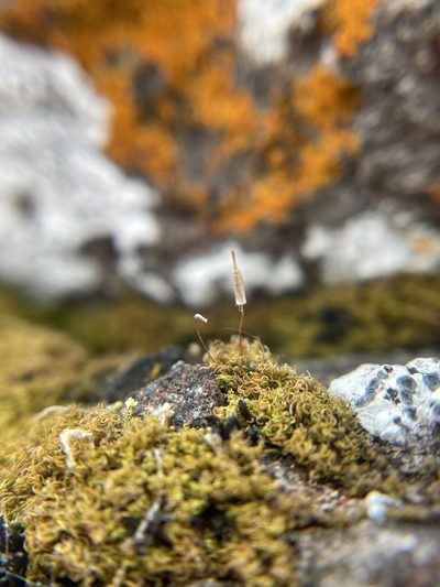 Encalypta ciliata, photographed by Brandon Corder