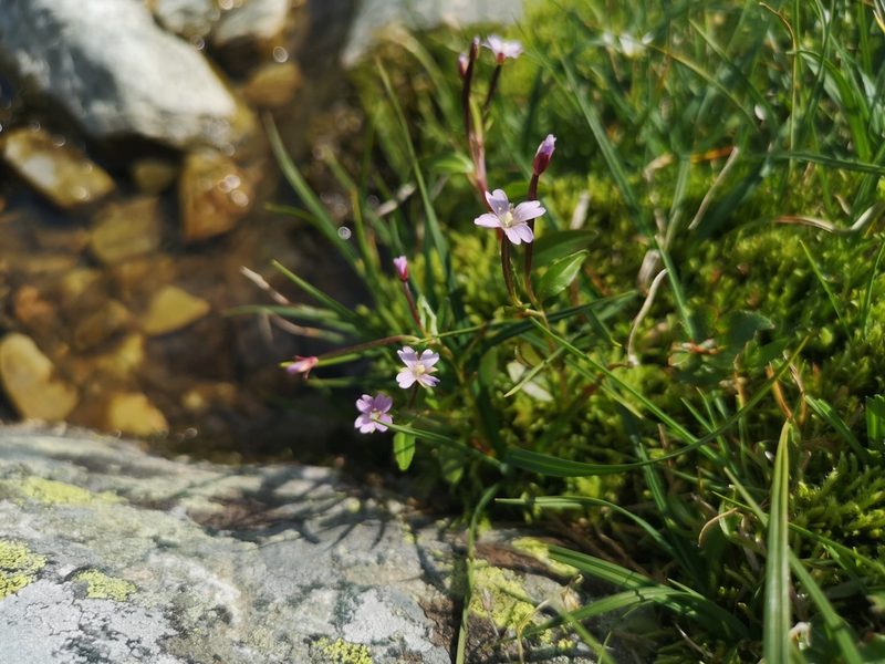 Epilobium hornemannii, photographed by Jens-Christian Svenning