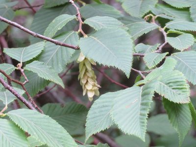 Ostrya carpinifolia, photographed by Marco Mussita