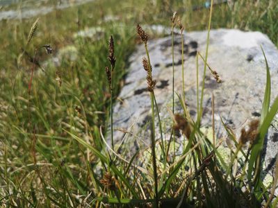 Carex lachenalii, photographed by Jens-Christian Svenning