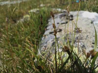 Carex lachenalii, photographed by Jens-Christian Svenning