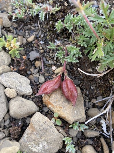 Oxytropis podocarpa, photographed by Caleb Catto