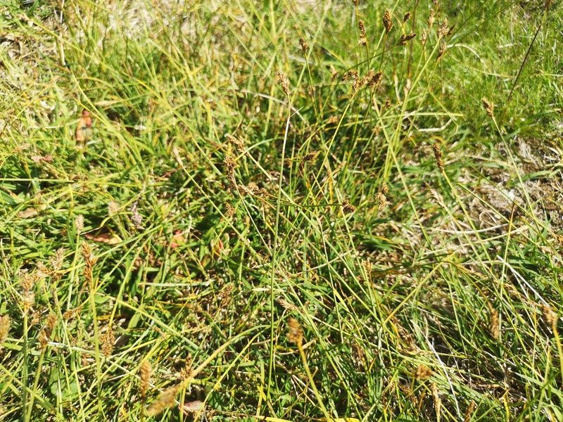 Carex lachenalii, photographed by Jens-Christian Svenning