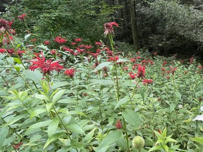 Monarda didyma, photographed by Jacqueline Raiford