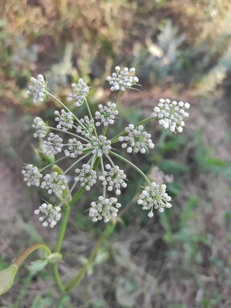 Peucedanum latifolium, photographed by KAnatoliy