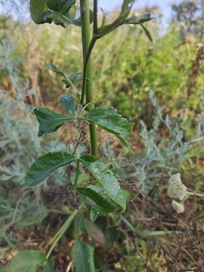 Peucedanum latifolium, photographed by KAnatoliy