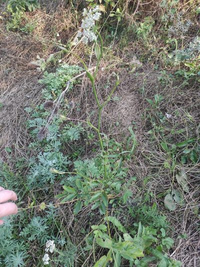 Peucedanum latifolium, photographed by KAnatoliy