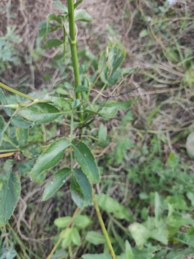 Peucedanum latifolium, photographed by KAnatoliy