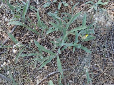 Hieracium scouleri, photographed by Tom Wainwright