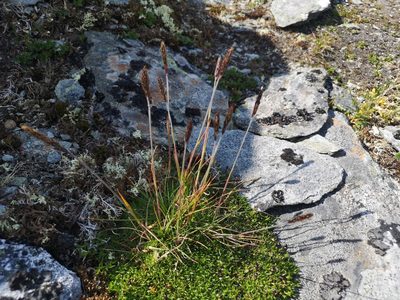 Koeleria spicata, photographed by Jens-Christian Svenning