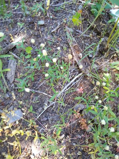 Trifolium eriocephalum, photographed by Quinn Shemet