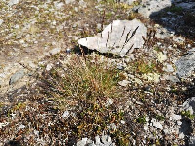 Festuca ovina, photographed by Jens-Christian Svenning
