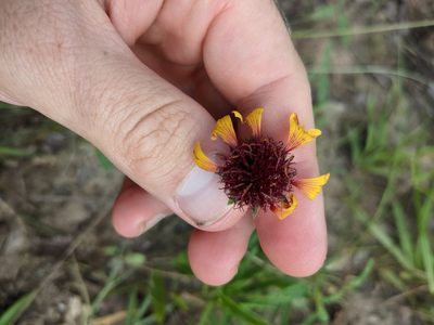 Gaillardia aestivalis, photographed by Cleveland Powell