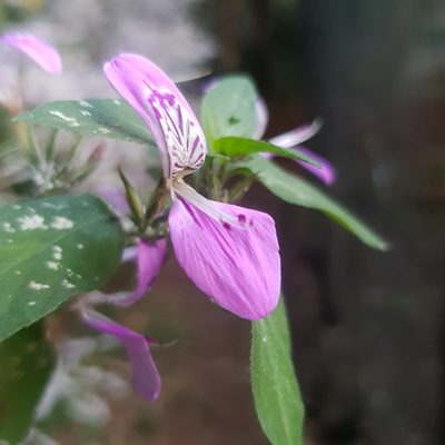 Dicliptera cernua, photographed by Margaret Burger