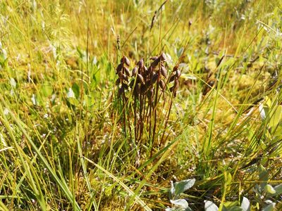Corallorhiza trifida, photographed by Jens-Christian Svenning