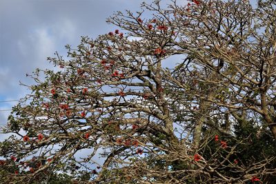 Erythrina afra, photographed by Dave Brown