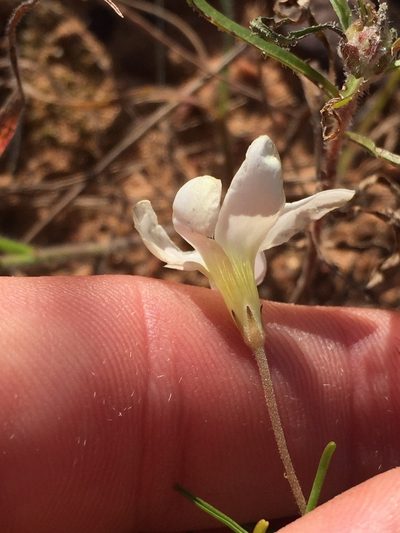 Oxalis tenuis, photographed by Brian du Preez