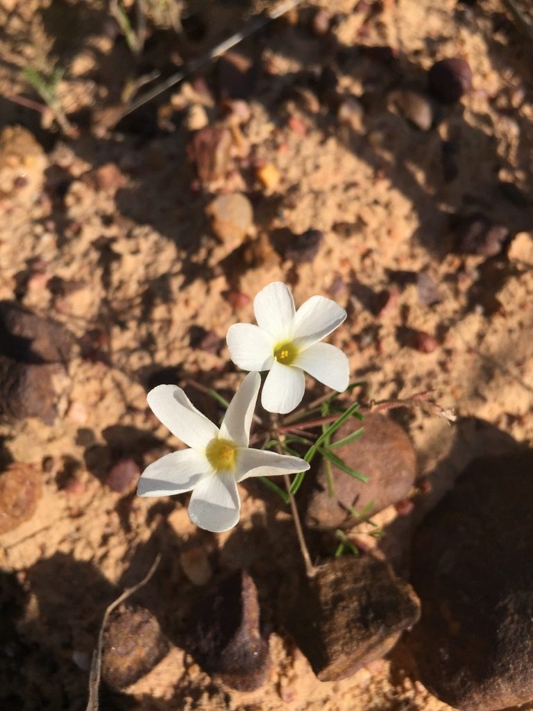 Oxalis tenuis, photographed by Brian du Preez