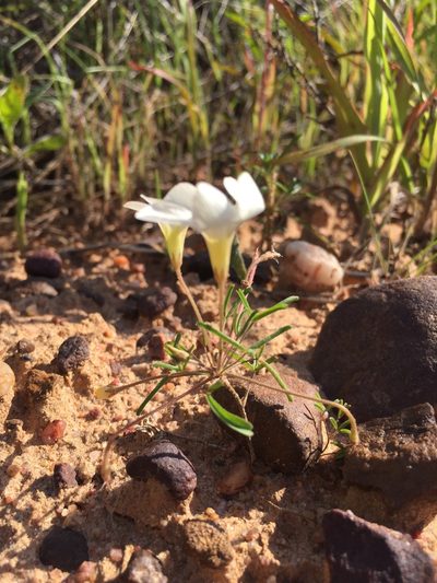 Oxalis tenuis, photographed by Brian du Preez