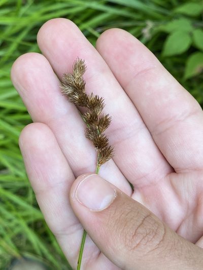 Carex projecta, photographed by Henrique Pacheco